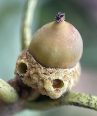 Callirhytis glandulus