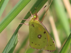 Colias croceus