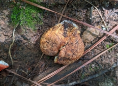 Calvatia craniiformis