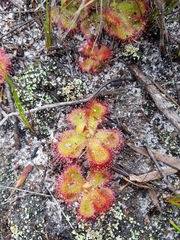 Drosera cuneifolia