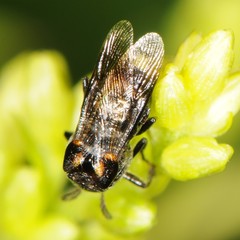 Ripiphorus