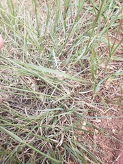 Bouteloua gracilis