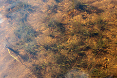 Eleocharis acicularis