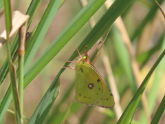 Colias croceus