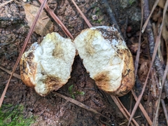 Calvatia craniiformis