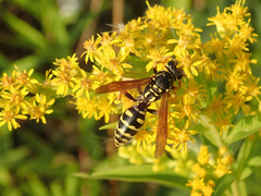 Polistes dominula