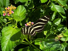 Heliconius charithonia