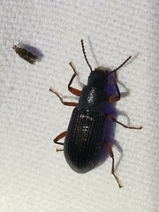 Xylopinus saperdoides