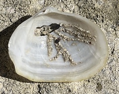 Leporimetis ephippium