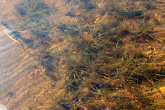 Eleocharis acicularis