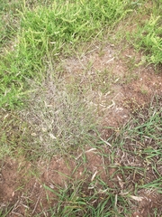 Bouteloua gracilis