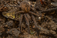 Uliodon