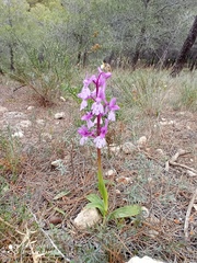 Orchis olbiensis