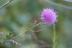 Cirsium