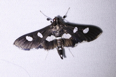 Desmia