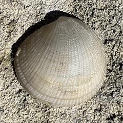 Ctena orbiculata