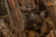 Uliodon