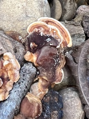 Ganoderma sessile