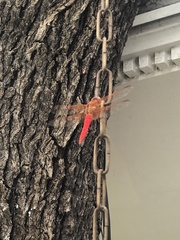 Libellula croceipennis