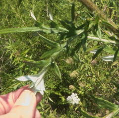 Cirsium discolor