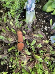 Papilio multicaudata