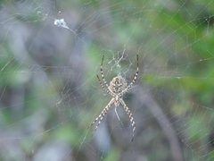 Argiope lobata