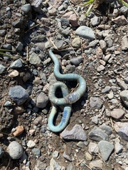 Thamnophis sirtalis pallidulus