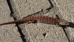 Elgaria multicarinata