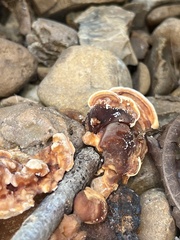 Ganoderma sessile