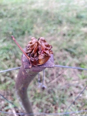 Andricus quercuscalicis