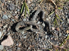 Thamnophis sirtalis pallidulus