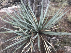 Yucca baccata
