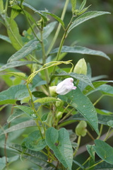 Ipomoea pandurata