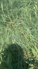 Asparagus officinalis