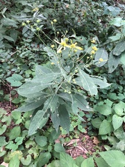 Verbesina alternifolia