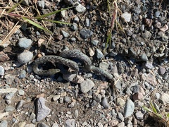 Thamnophis sirtalis pallidulus