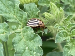 Leptinotarsa decemlineata