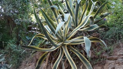 Agave americana