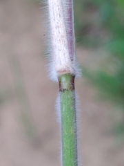 Dichanthelium scoparium