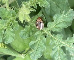 Leptinotarsa decemlineata