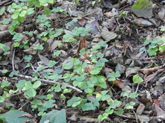 Oxalis acetosella