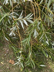 Salix alba