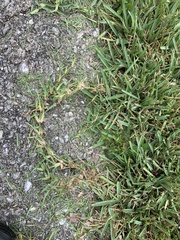 Stenotaphrum secundatum