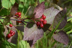 Viburnum edule
