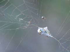 Argyrodes argyrodes