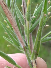 Dichanthelium scoparium