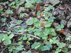 Oxalis acetosella
