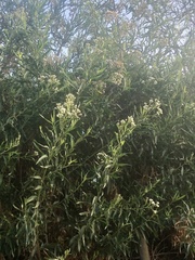 Baccharis salicifolia