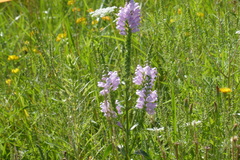 Physostegia virginiana