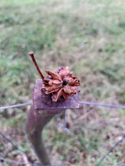 Andricus quercuscalicis